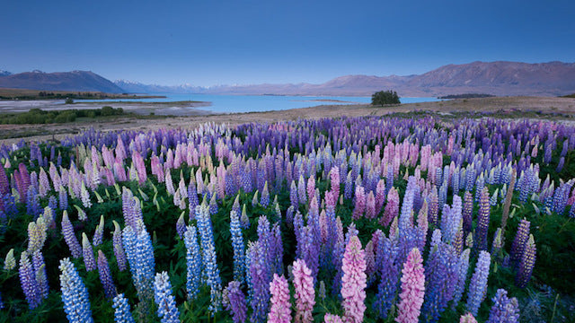 Travel Diary - New Zealand!